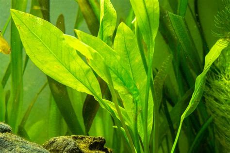 amazon sword philippines|Amazon Sword Plant: Definitive Guide (Care, Planting, .